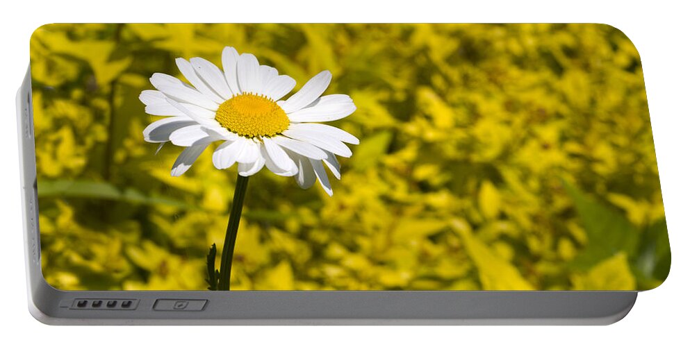 Daisy Portable Battery Charger featuring the photograph White Daisy in Yellow Garden by Lynn Hansen