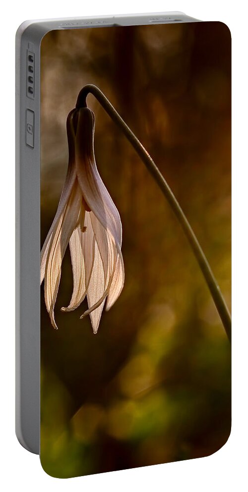 2012 Portable Battery Charger featuring the photograph White Dogtooth Violet by Robert Charity
