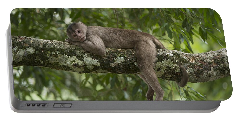 Pete Oxford Portable Battery Charger featuring the photograph White-fronted Capuchin Puerto by Pete Oxford