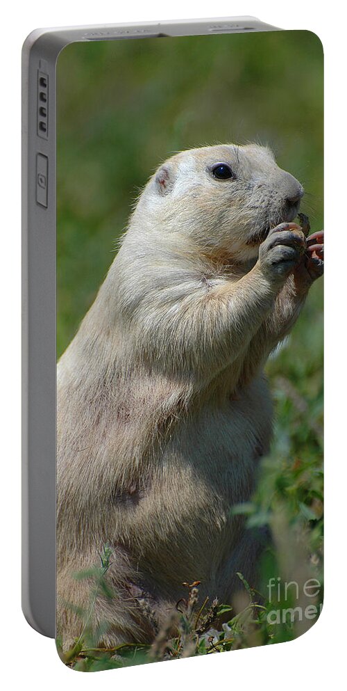 White Prairie Dog Portable Battery Charger featuring the photograph White Prairie Dog Eating A Salt-Free Peanut by Joan Wallner