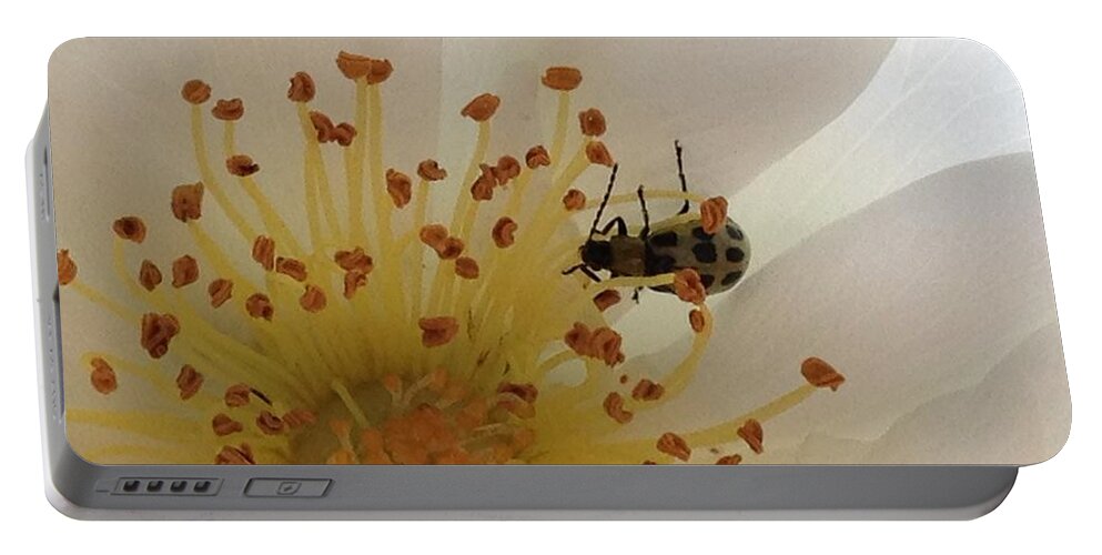 White Rose Portable Battery Charger featuring the photograph White Rose With Bug by Jacklyn Duryea Fraizer