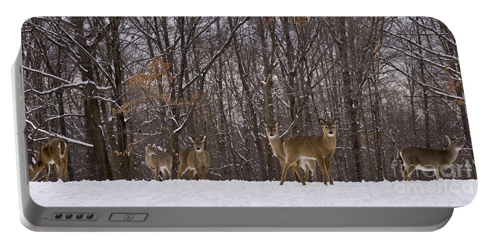 Deer Portable Battery Charger featuring the photograph White Tailed Deer by Anthony Sacco