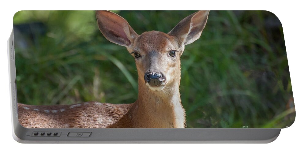 Fawn Portable Battery Charger featuring the photograph White-Tailed Fawn by Bianca Nadeau