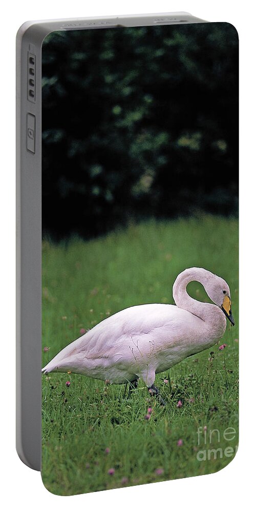Whooper Swan Portable Battery Charger featuring the photograph Whooper Swan by Christian Grzimek/Okapia