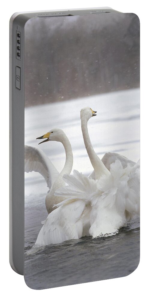 00194635 Portable Battery Charger featuring the photograph Whooper Swans Wintering by Konrad Wothe