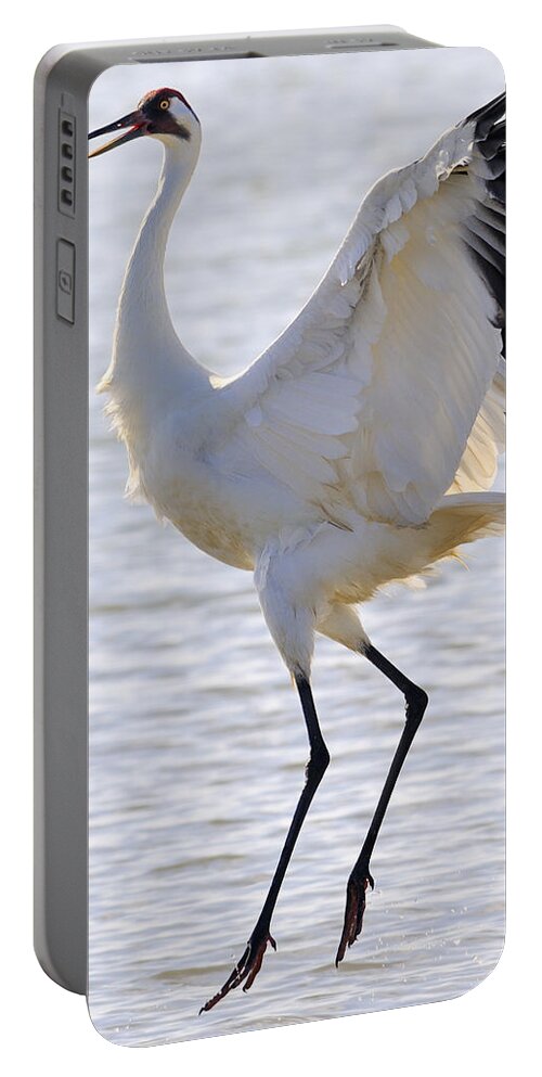 Whooping Crane Portable Battery Charger featuring the photograph Whooping Crane - Whooping it up by Tony Beck