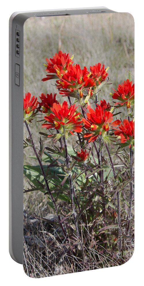 Indian Paintbrush Portable Battery Charger featuring the photograph Wild Beauty of Indian Paintbrush by Barbara McMahon
