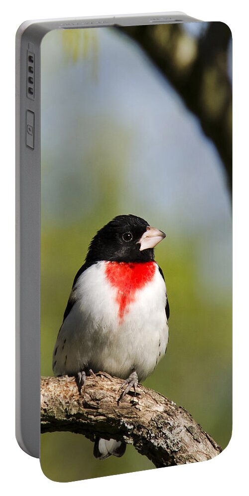 Bird Portable Battery Charger featuring the photograph Male Rose Breasted Grosbeak by Christina Rollo
