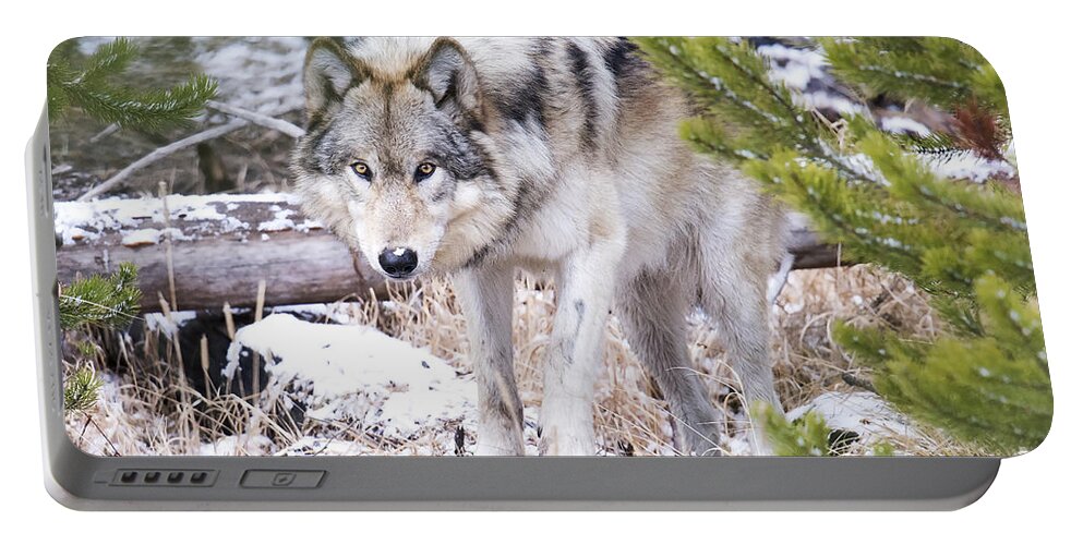 Grey Wolf Portable Battery Charger featuring the photograph Wild Grey Beauty by Deby Dixon