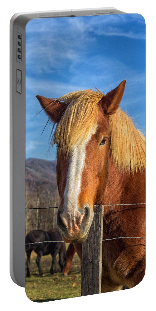 Cades Cove Portable Battery Charger featuring the photograph Wild Horse at Cades Cove in the Great Smoky Mountains National Park by Peter Ciro