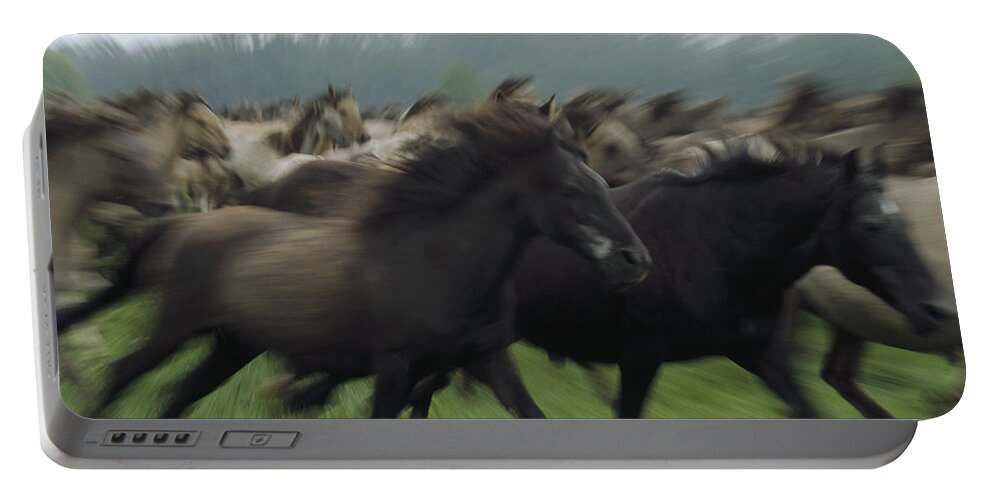 00193562 Portable Battery Charger featuring the photograph Wild Horse Equus Caballus Herd by Konrad Wothe