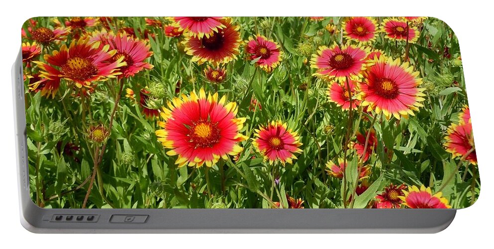 Wild Flower Portable Battery Charger featuring the photograph Wild Red Daisies #4 by Robert ONeil