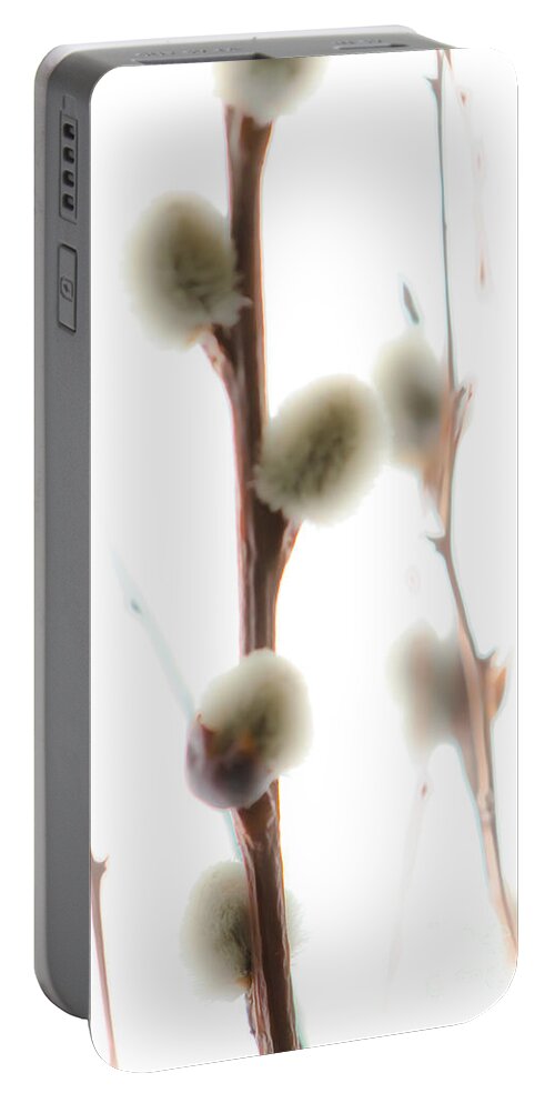 Pussy-willow Portable Battery Charger featuring the photograph Willow On White by Michael Arend