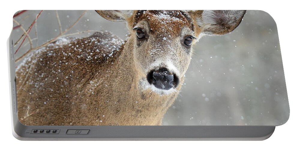 Deer Portable Battery Charger featuring the photograph Winter Buck by Amy Porter