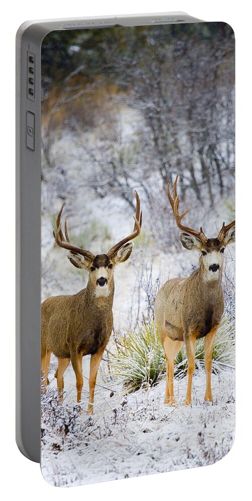 Deer Portable Battery Charger featuring the photograph Winter Bucks by Steven Krull