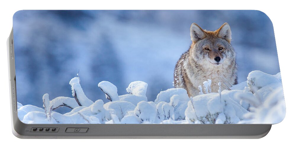 Wildlife Portable Battery Charger featuring the photograph Winter Coat by Kevin Dietrich