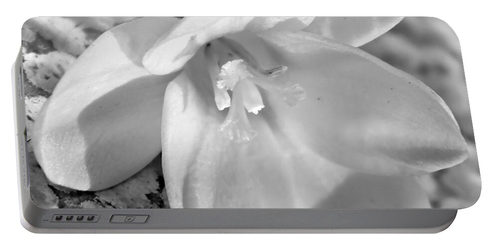 Crocus Portable Battery Charger featuring the photograph Winter Crocus by Chris Berry