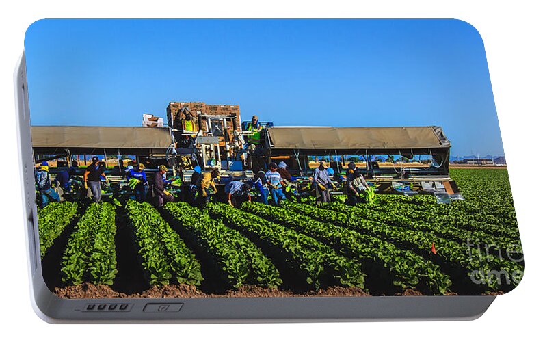 Winter Lettuce Portable Battery Charger featuring the photograph Winter Lettuce Harvest by Robert Bales
