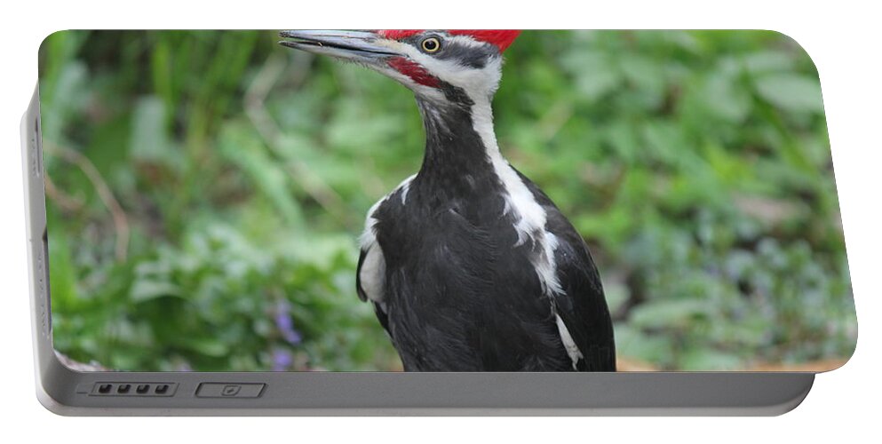 Woodpecker Portable Battery Charger featuring the photograph Woody by Ruth Kamenev