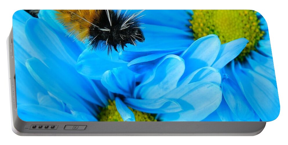 Oregon Portable Battery Charger featuring the photograph Woolly Bear on Blue Daisies by Gallery Of Hope 