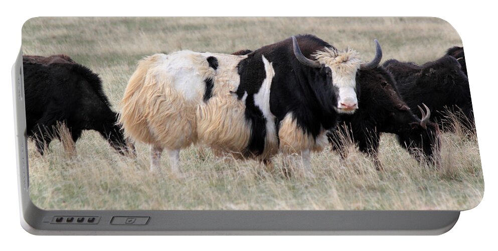 Yak Portable Battery Charger featuring the photograph Yak Yak Yak by Shane Bechler