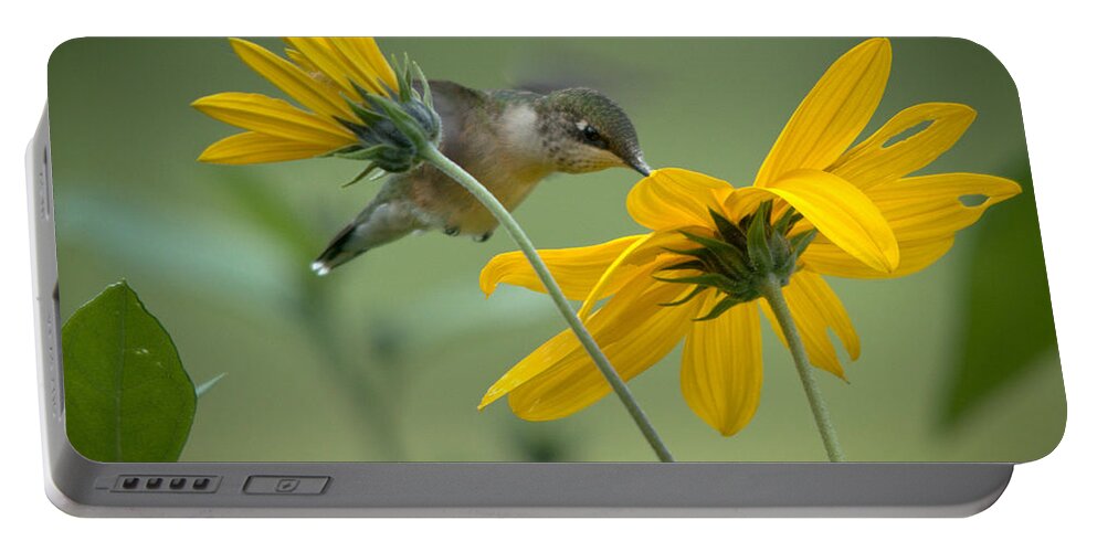 Ruby-throated Hummingbird Portable Battery Charger featuring the photograph Yellow and Green by Cheryl Baxter