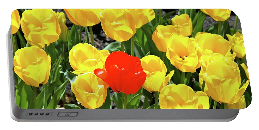 Tulips Portable Battery Charger featuring the photograph Yellow and One Red Tulip by Ed Riche