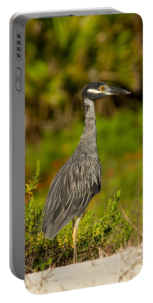 Yellow-crowned Night-heron Portable Battery Charger featuring the photograph Yellow Crowned Night Heron Dune Watch by Paul Rebmann