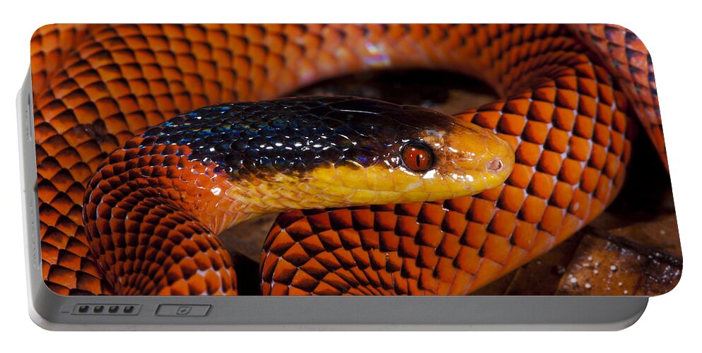 Feb0514 Portable Battery Charger featuring the photograph Yellow-headed Calico Snake Yasuni by Pete Oxford