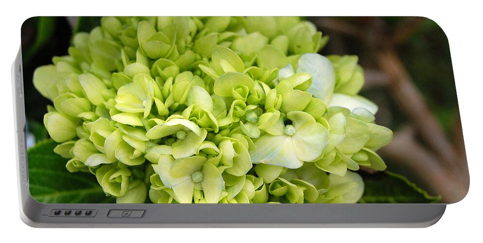 Flower Portable Battery Charger featuring the photograph Yellow Hydrangeas by Amy Fose