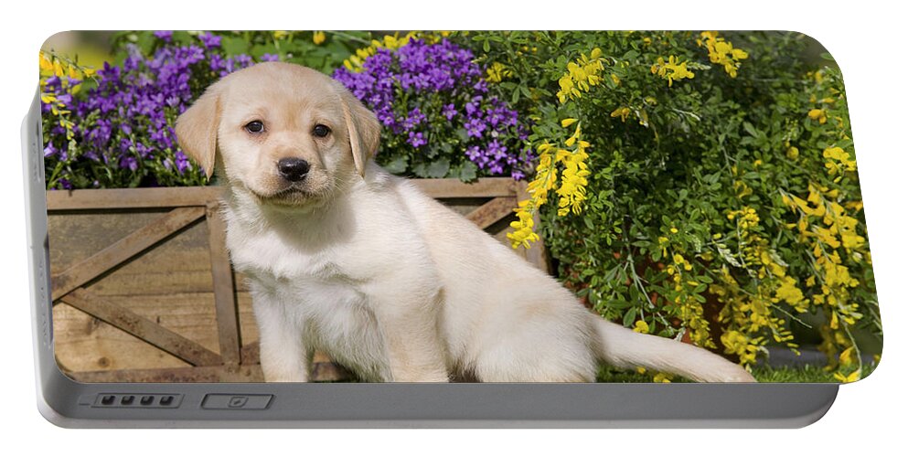 Labrador Retriever Portable Battery Charger featuring the photograph Yellow Labrador Puppy by Jean-Michel Labat
