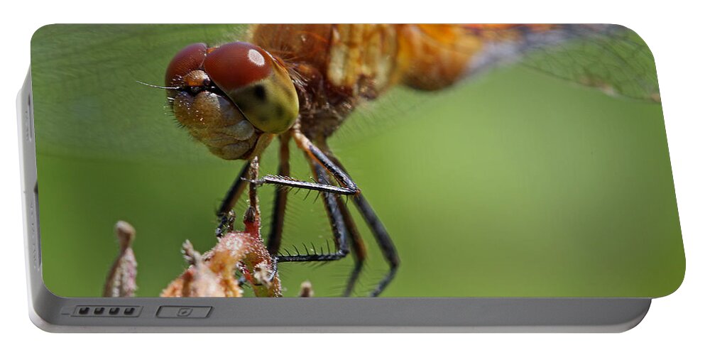 Dragonfly Portable Battery Charger featuring the photograph Yellow-Legged Meadowhawk Dragonfly by Juergen Roth