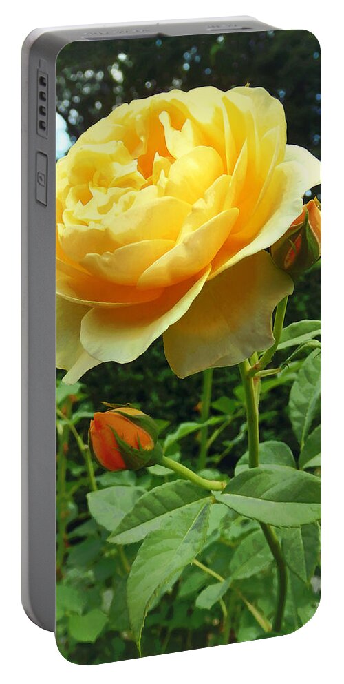 Rose Portable Battery Charger featuring the photograph Yellow Rose and Buds by Susan Savad