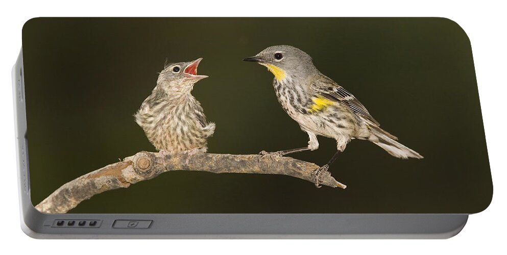 Feb0514 Portable Battery Charger featuring the photograph Yellow-rumped Warbler Chick Begging by Tom Vezo