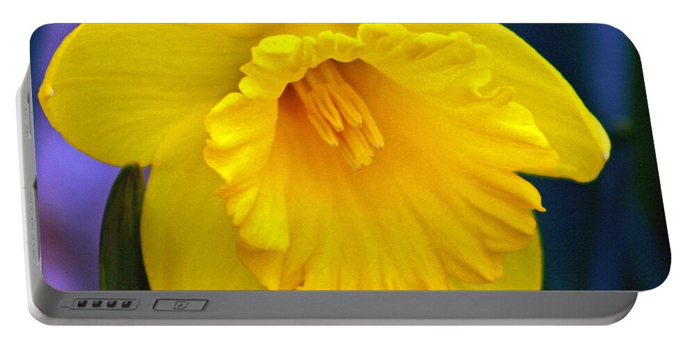 Daffodil Portable Battery Charger featuring the photograph Yellow Spring Daffodil by Kay Novy
