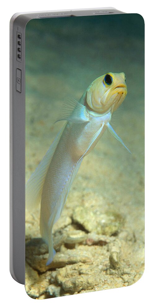 Yellowhead Jawfish Portable Battery Charger featuring the photograph Yellowhead Jawfish by Andrew J. Martinez