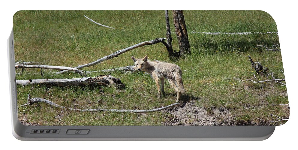 Coyote Portable Battery Charger featuring the photograph Yellowstone Coyote by Josh Bryant
