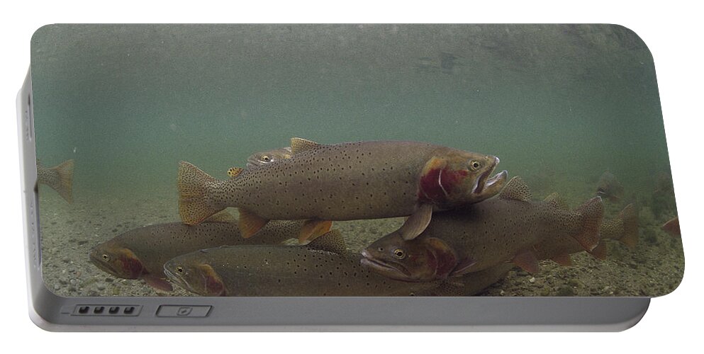 Feb0514 Portable Battery Charger featuring the photograph Yellowstone Cutthroat Trout In Stream by Michael Quinton