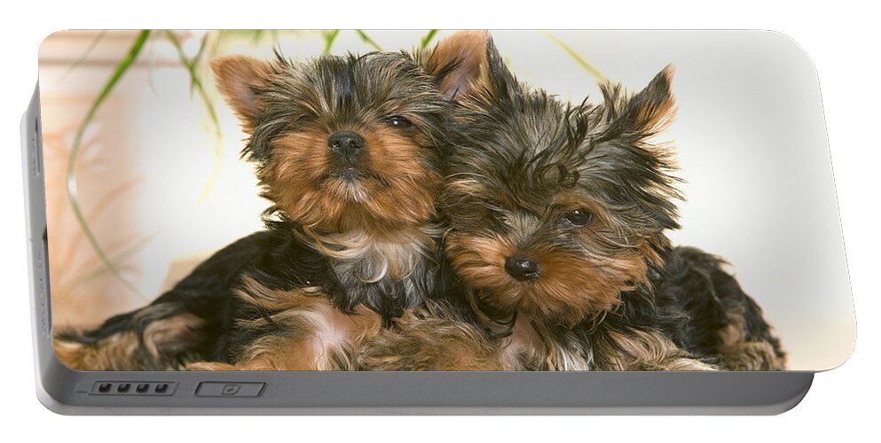 Dog Portable Battery Charger featuring the photograph Yorkshire Terrier Puppy Dogs by Jean-Michel Labat