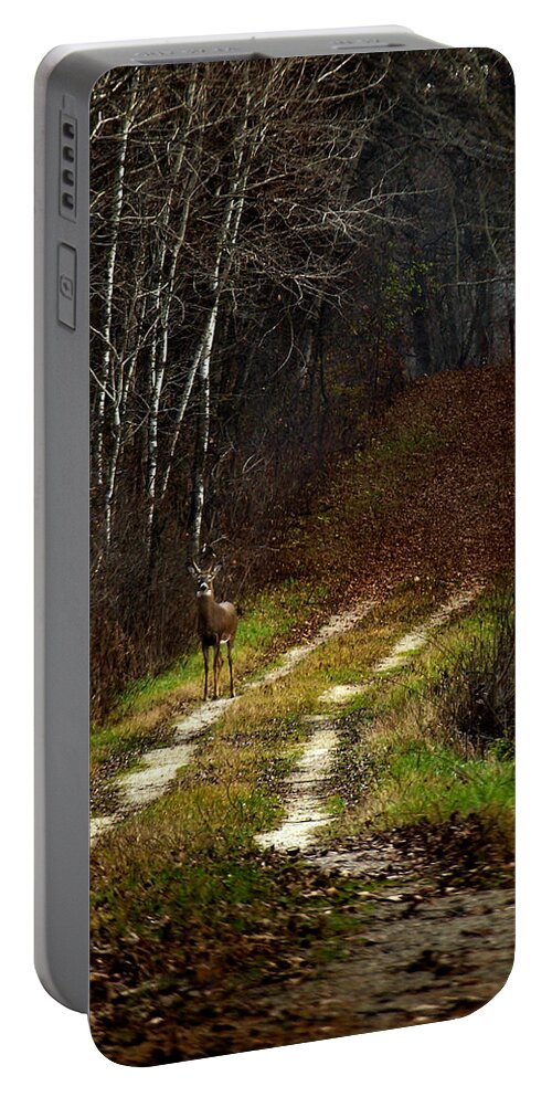Whitetail Deer Portable Battery Charger featuring the photograph Young Buck and Autumn by Thomas Young