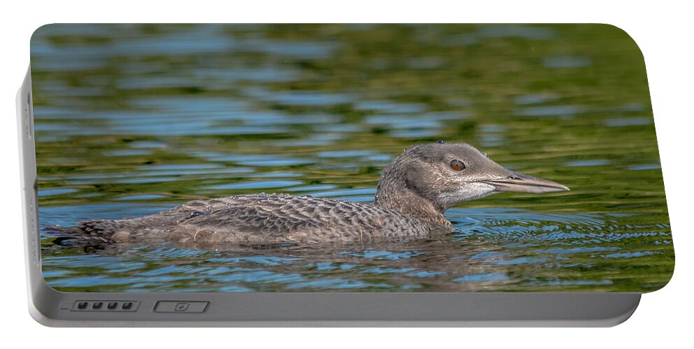 Loon Portable Battery Charger featuring the photograph Young Loon by Cheryl Baxter
