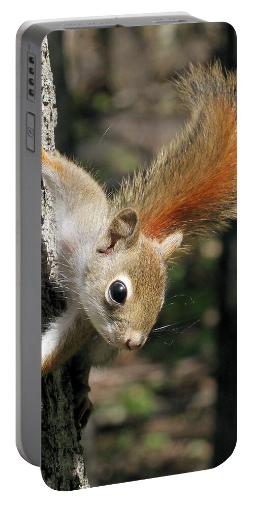 Red Squirrel Portable Battery Charger featuring the photograph Young Red Squirrel by Doris Potter
