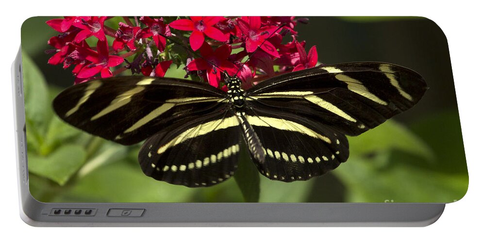 Zebra Longwing Portable Battery Charger featuring the photograph Zebra Longwing Butterfly by Meg Rousher