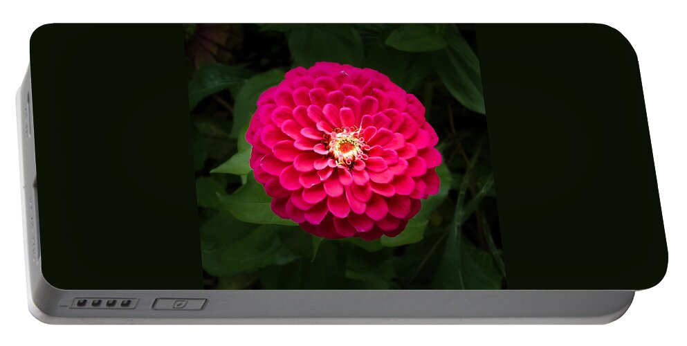 Zinnia Flower In Full Bloom Portable Battery Charger featuring the photograph Zinnia in Bloom Square by Kenneth Cole