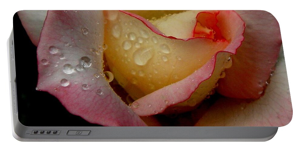 Rose Portable Battery Charger featuring the photograph Absolute Beauty #1 by Kim Galluzzo
