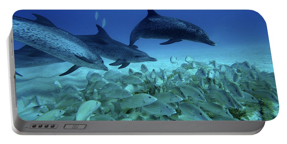 Mp Portable Battery Charger featuring the photograph Atlantic Spotted Dolphin Stenella #1 by Hiroya Minakuchi