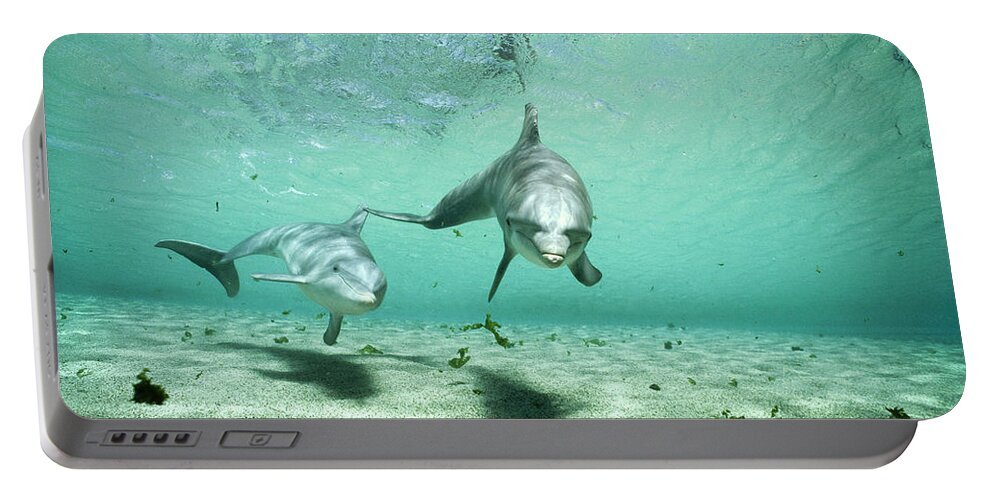 00082396 Portable Battery Charger featuring the photograph Bottlenose Dolphin Pair Hawaii #1 by Flip Nicklin