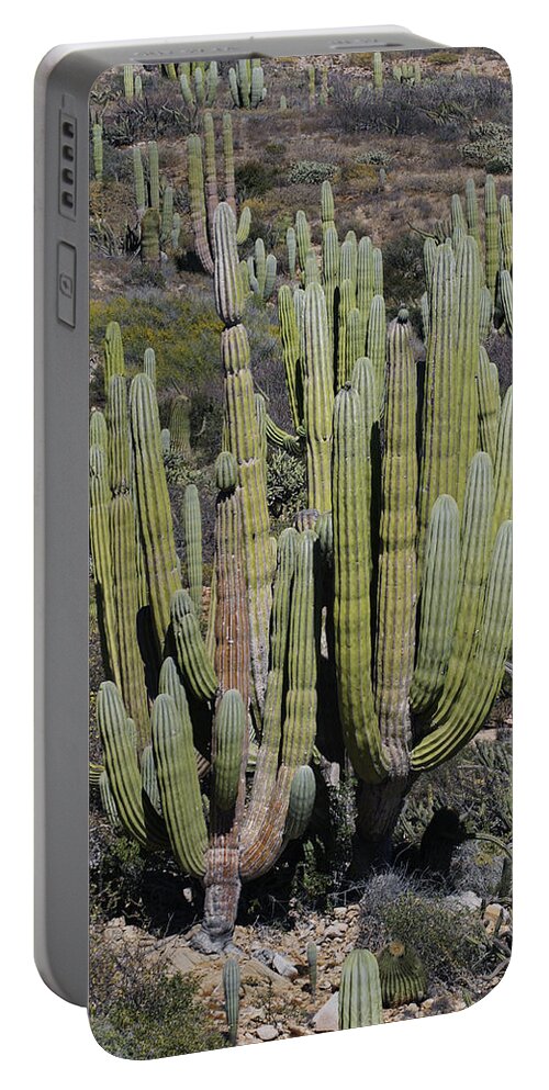 Mp Portable Battery Charger featuring the photograph Cardon Pachycereus Pringlei Cacti #1 by Hiroya Minakuchi