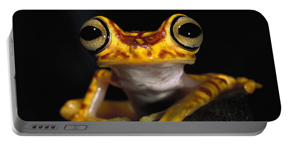Mp Portable Battery Charger featuring the photograph Chachi Tree Frog Hyla Picturata #1 by Pete Oxford