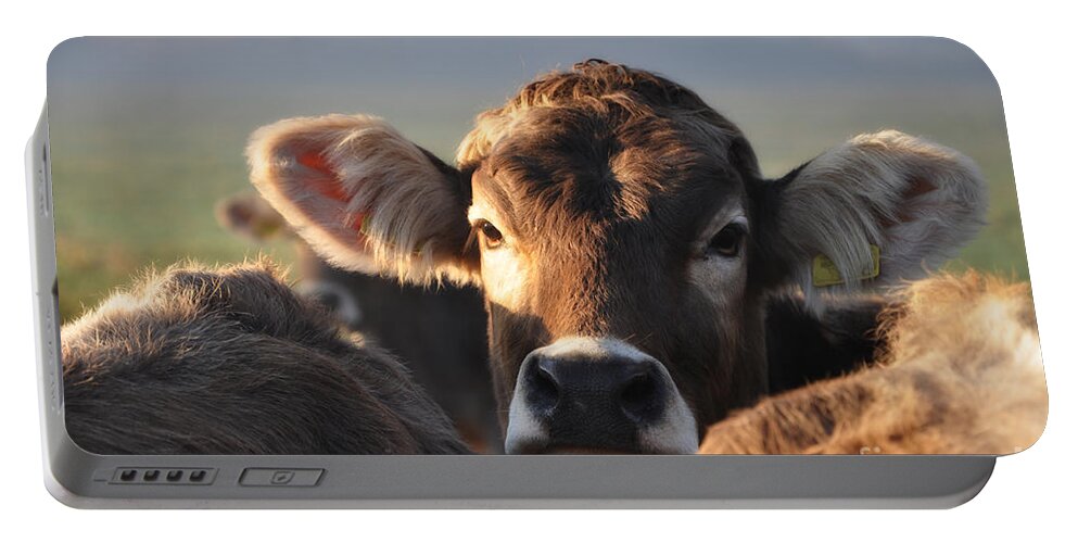 Cows Portable Battery Charger featuring the photograph cow #1 by Mats Silvan